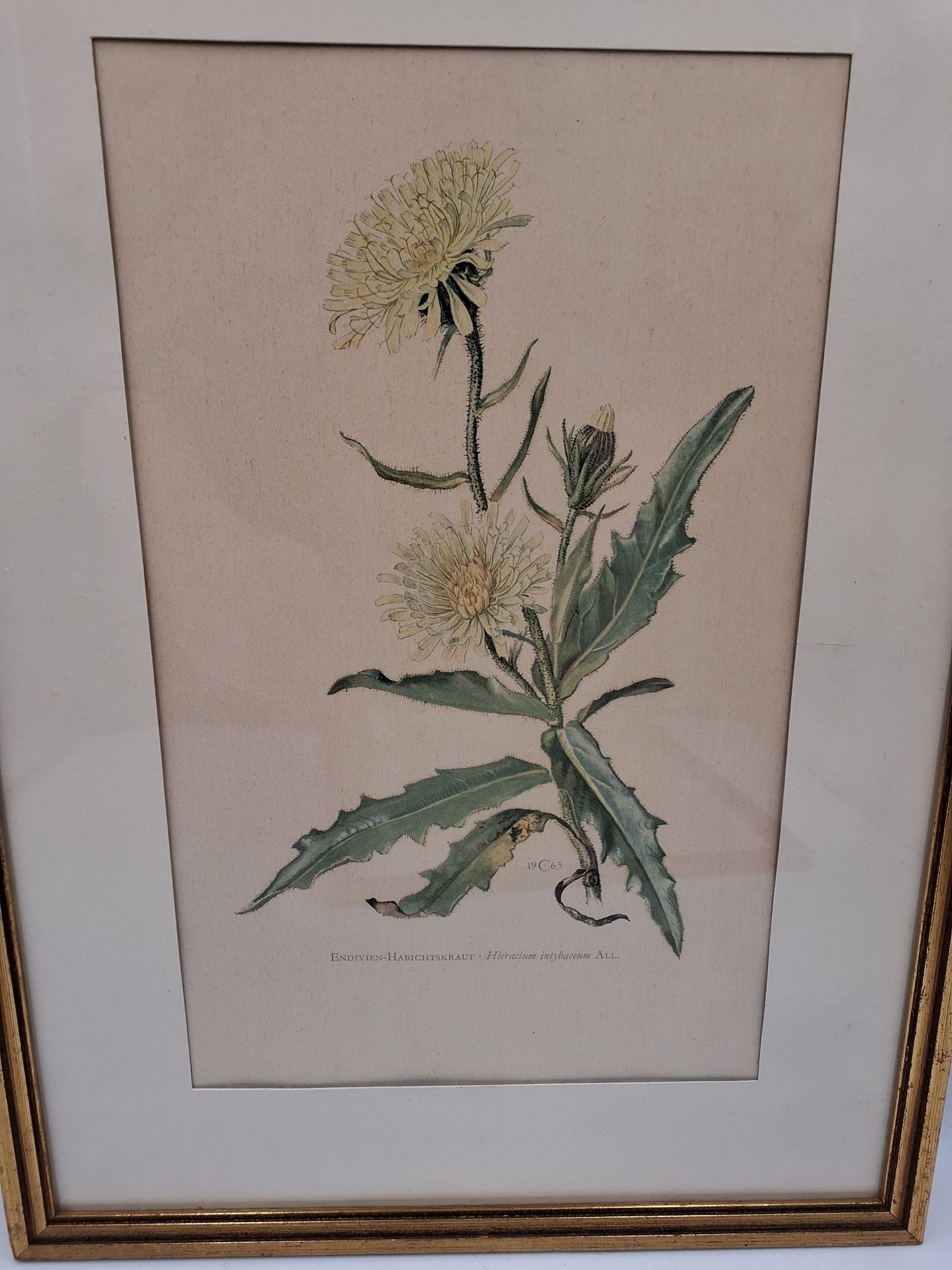 Historisk Flora